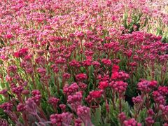 -攀枝花公园