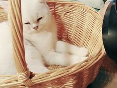-共舞时光猫咖·狗咖(新街口店)