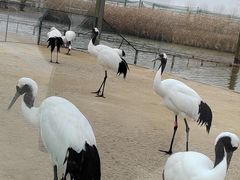 -盐城丹顶鹤湿地生态旅游区