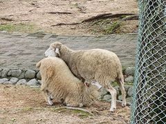 -神户市立六甲山牧场