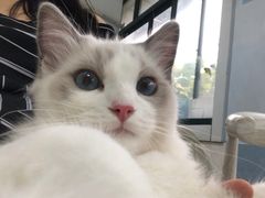 -喵的天空名猫咖啡馆·撸猫·猫舍·用品