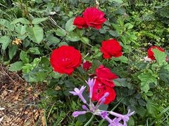 -苏州河梦清园环保主题公园