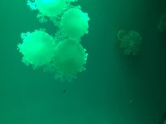 -福州罗源湾海洋世界旅游区