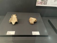 -北京周口店北京人遗址博物馆