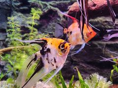 -上海海洋水族馆