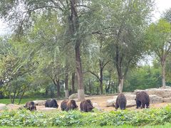 -北京野生动物园
