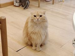 -猫咪派对(江南西店)