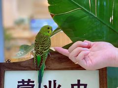 -CHEZ JASMINE 茉莉的氧气厨房