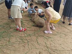 -西霞口神雕山野生动物世界