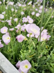 -小蜜蜂农场(凯德七宝购物广场店)