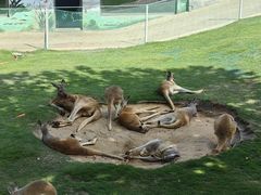 -西霞口神雕山野生动物世界