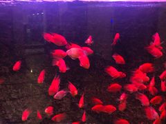 -天福海鲜酒楼·闽菜海鲜·宴请聚会(五四路店)