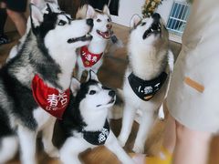 -Husky Go! 哈士奇体验馆·宠物咖啡厅狗咖