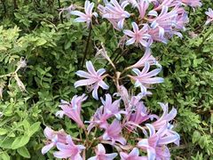 -枸杞岛