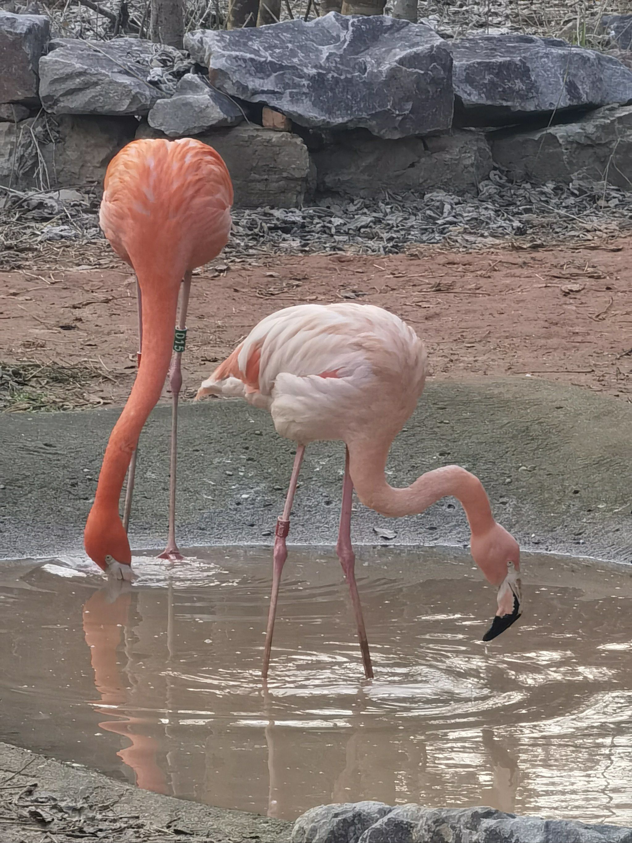 flamingo03