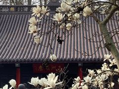 -灵谷景区