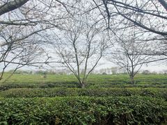 -凤凰沟景区