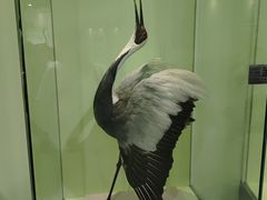 -盐城丹顶鹤湿地生态旅游区