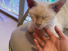 -藏猫猫咖啡主题馆(中央大道店)