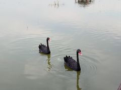 -南大港湿地风景区