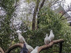 -西园戒幢律寺