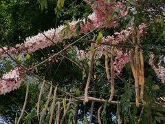 -深圳国际园林花卉博览园