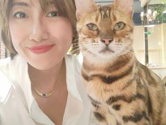 -猫小院猫主题餐厅(南锣旗舰店)