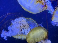 -珠海长隆海洋王国