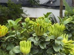 -自由生长植物工作室(深港花卉中心店)