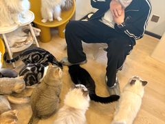-有喵·猫咖·狗咖·30几只猫10只小狗(岗厦店)