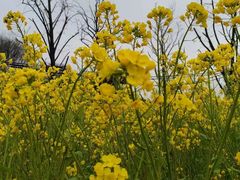 -同济大学(嘉定校区)