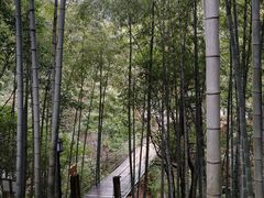 -祁门牯牛降观音堂风景区