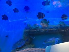 -瑞德姆美人鱼海底演艺主题餐厅(亚龙湾店)