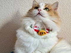 -Bastet sally猫舍购宠(静安店)