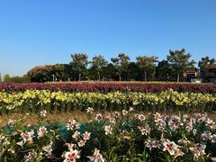 -花博汇(知音花月夜)