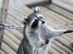 -济南野生动物世界