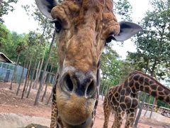 -清迈夜间动物园