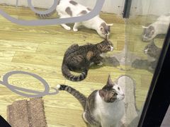 -废柴猫概念馆·桌游电玩卡牌(人广世茂店)