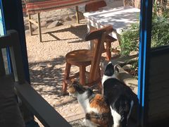 -Anne猫窝咖啡屋