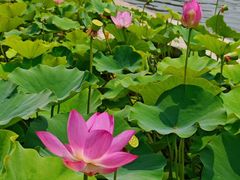 -莲花池公园