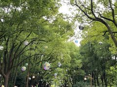 -上海共青森林公园