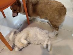 -平行世界·猫咖(首经贸店)