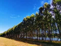 -塞罕坝国家级自然保护区