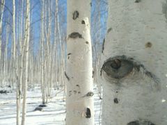 -北极村旅游风景区