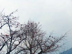 -杨家堂村