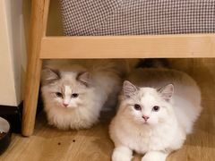 -滚猫咖啡·猫咖·猫友好撸猫(未来城店)