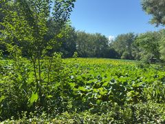 -合肥滨湖国家森林公园