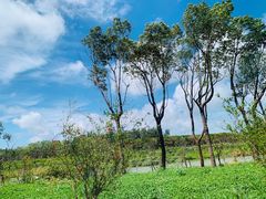 -上海海湾国家森林公园