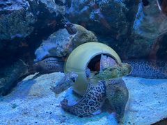 -海合安成都极地海洋公园