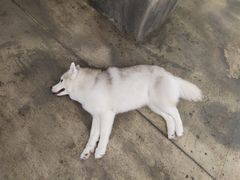 -TrueLove @ Neverland (Husky Cafe)
